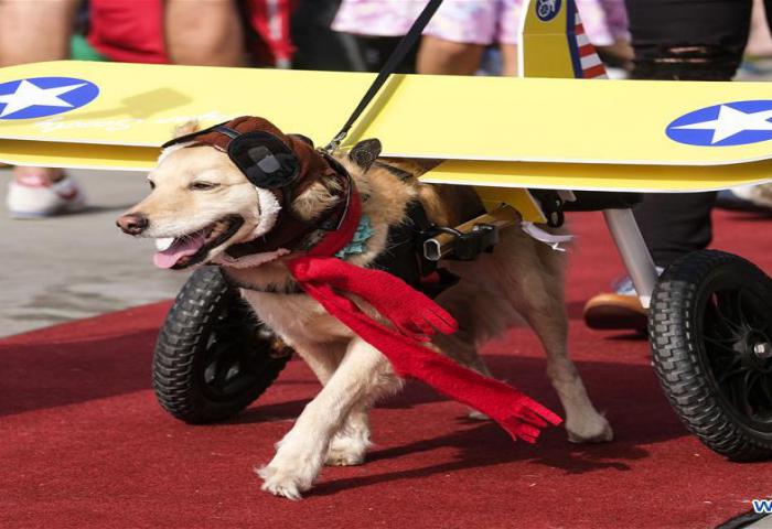 Parade Anjing Lucu Haute Dog Halloween